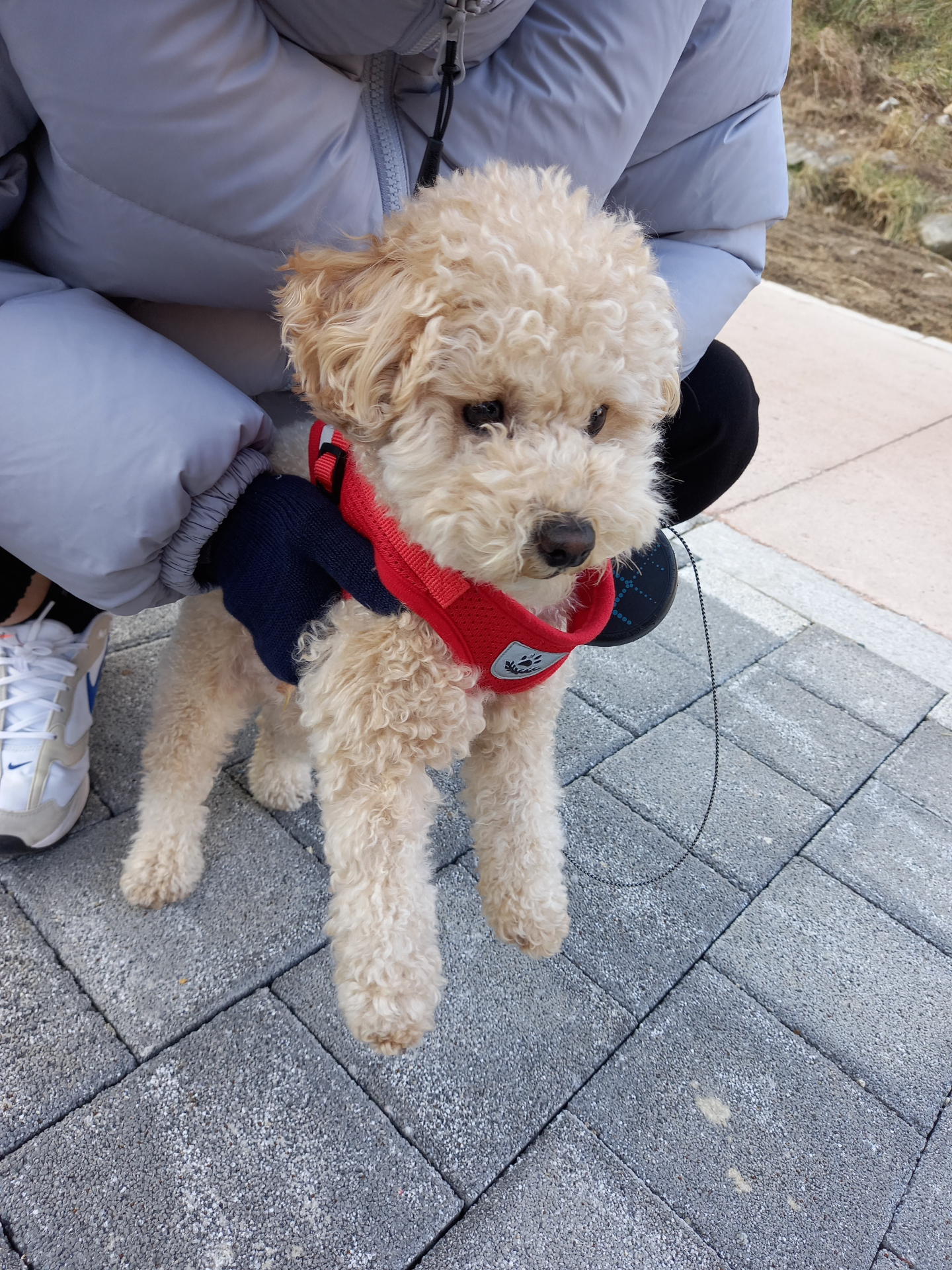 강아지와 산책